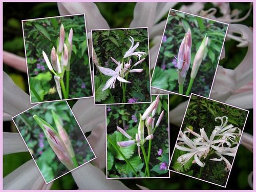 nerine