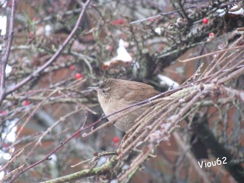 Les-Oiseaux-du-Jardin 2719