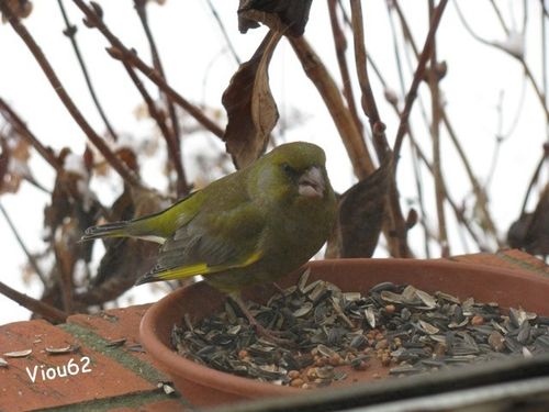 Les-Oiseaux-du-Jardin 2786