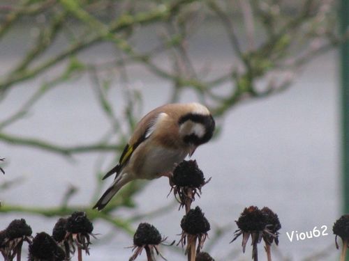 Les-Oiseaux-du-Jardin 2812