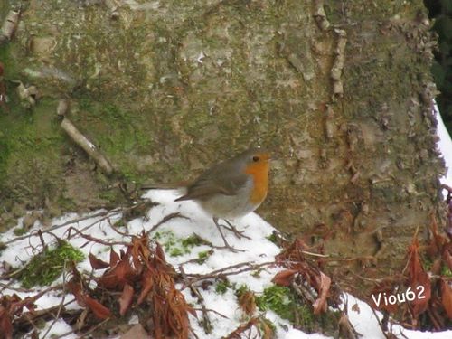 Les-Oiseaux-du-Jardin 2816