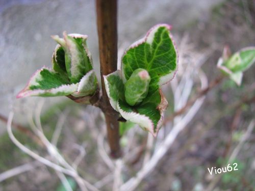 Printemps-Ete-2010 2944