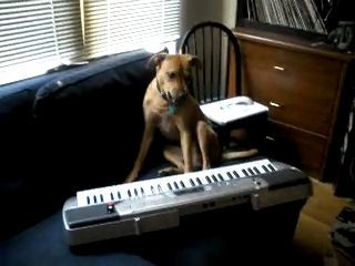 chien-musicien.jpg