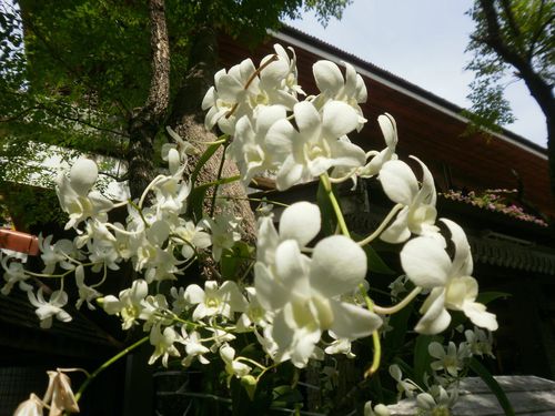 orchidees.jpg