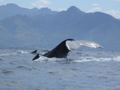 baleines-devant-fort-dauphin.JPG