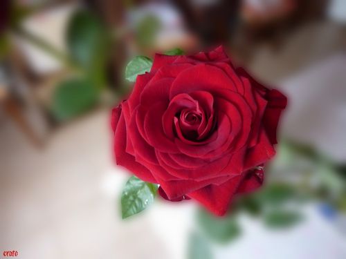 roses-002-a.jpg