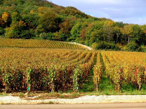 vignes bourgogne-16 [1600x1200]