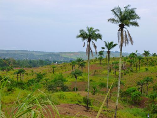 Vue du Bas Congo