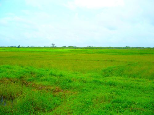 rizière en Casamance