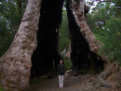 0051.Red Tingle Giant Tree - Walpole