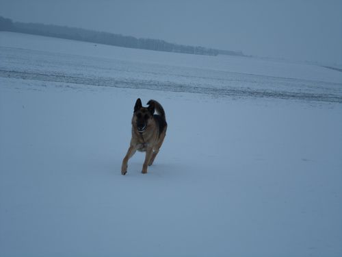 marley2