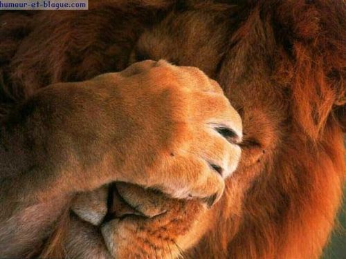 lion