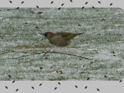 oiseau7-copie-1