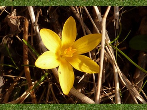 crocus2