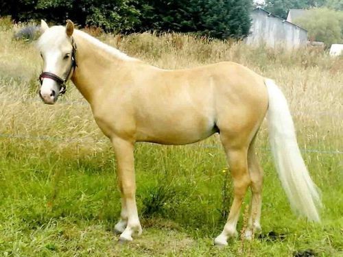 Poney B a vendre Baroudeuz amoureuz