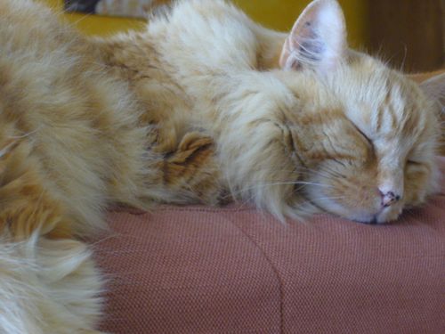 Jeudi-chat-paisible.jpg