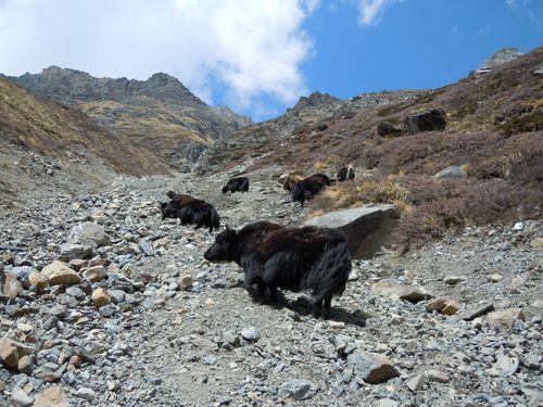 nepa-J8 Yak Kharkha - Thorong Phedi High Camp-4