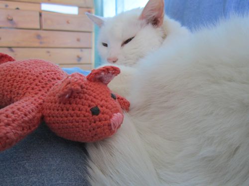 chaton-1-013.jpg