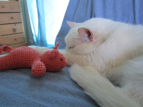 chaton-1-016.jpg