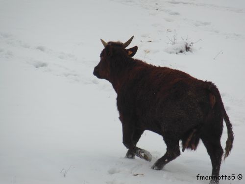 Vache dans la neige