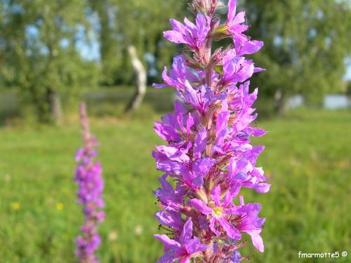 Lysimaque rouge salicaire, hampe florale