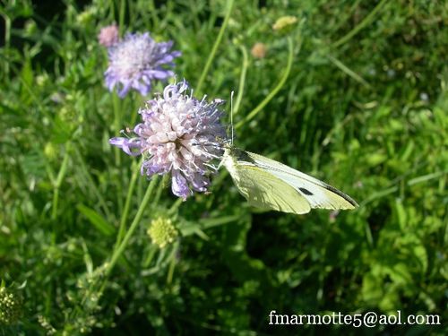 knautia