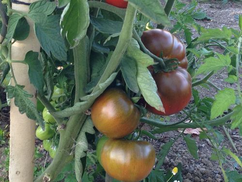 Recolte-tomates-2.jpg