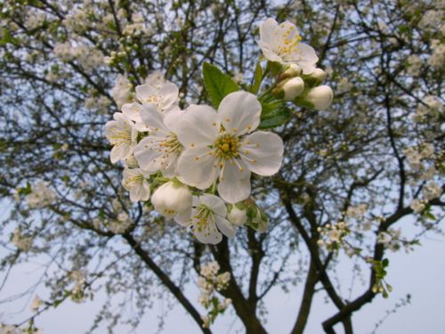 cerisier-fleur.jpg