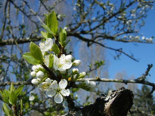 fleur-de-cerisier-chez-papa.jpg