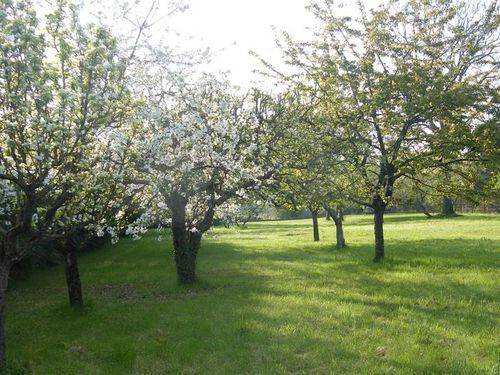 montigny-arbre-fruitier-en-fleur.jpg