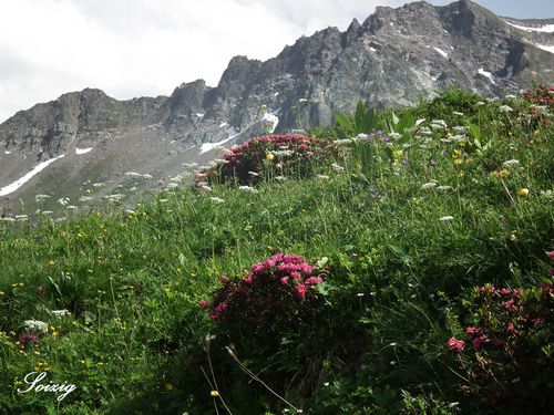 Alpes-juin-2012.jpg