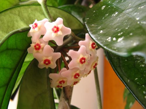 Hoya (3)