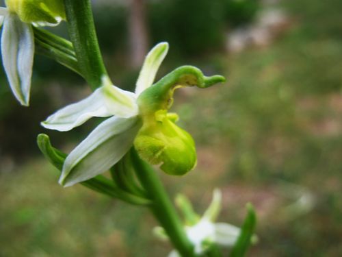 Ophrys-apifera-hypochrome--10-.JPG