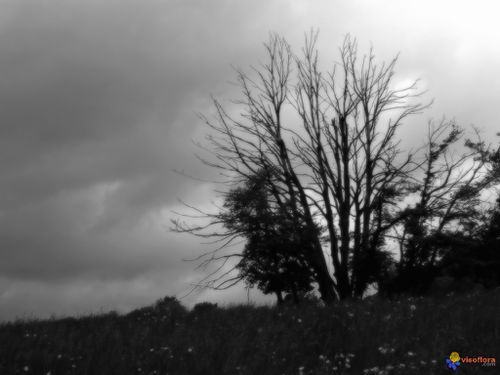 l-arbre-de-la-solitude-visoflora-29439.jpg