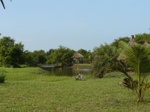P-mazra-mangrove