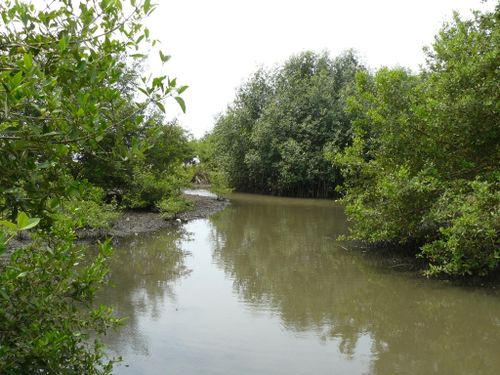 P-mazra-mangrove1
