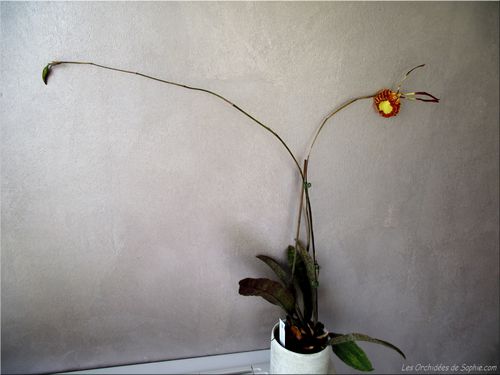 DSCF2970