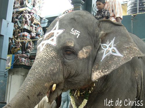 ELEPHANT TEMPLE PONDICHERI 2 IDC