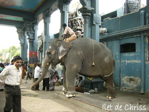 ELEPHANT TEMPLE PONDICHERI IDC