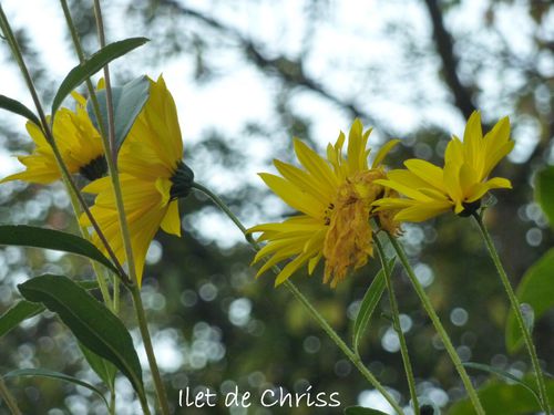 PEX JARDIN FLEURS JAUNES IDC
