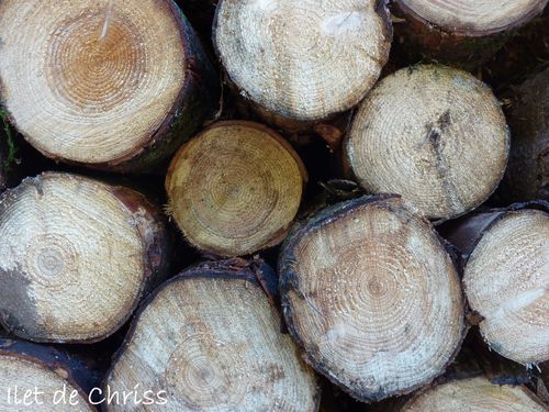 TAS DE BOIS IDC 03