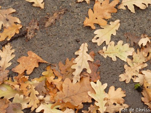 feuilles mortes-copie-1