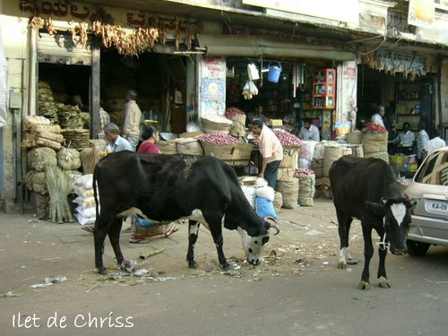 MYSORE VACHES