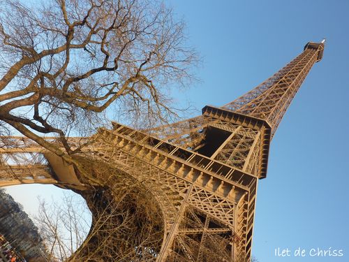 TOUR EIFFEL ARBRE