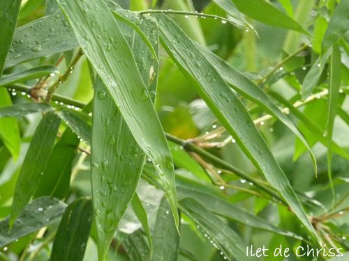 Feuille bambou pluie 2