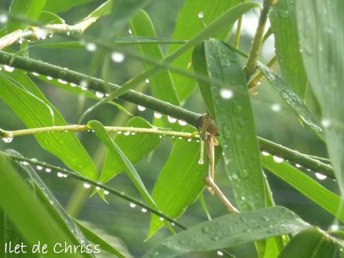 Feuille bambou pluie
