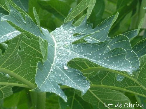 Feuille papayer pluie 2