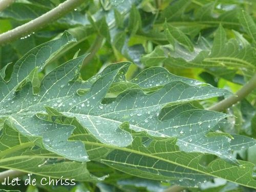 Feuille papayer pluie