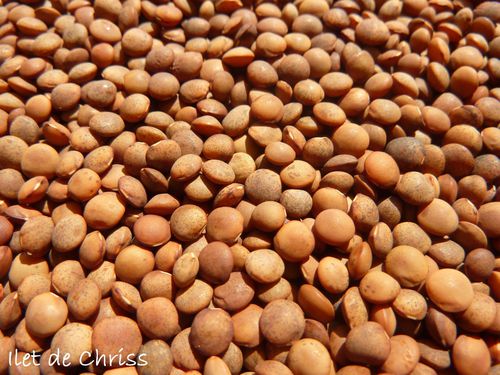 LENTILLES DE CILAOS 03