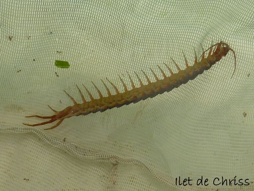 TRUC DANS L EPUISETTE